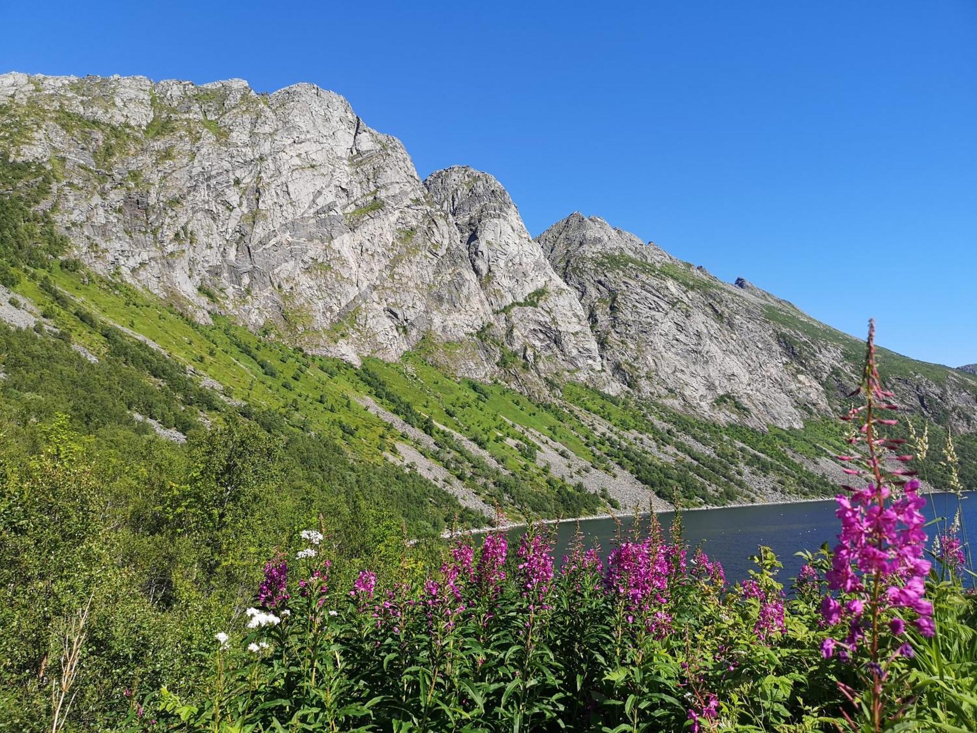 Ferrytale, Cozy, Spacious House On Senja Gryllefjord Εξωτερικό φωτογραφία